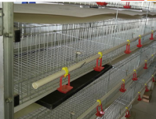 蛋雞三層填料機結(jié)構(gòu)組成